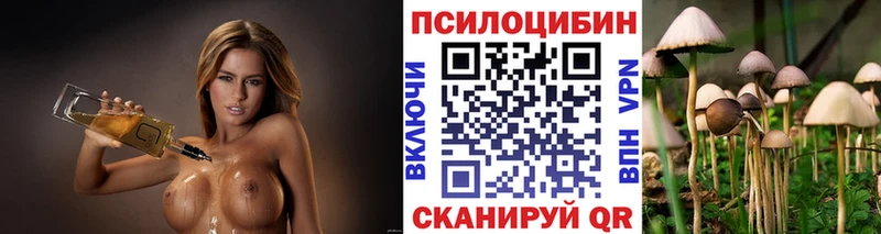 где найти наркотики  Малгобек  Псилоцибиновые грибы Psilocybe 